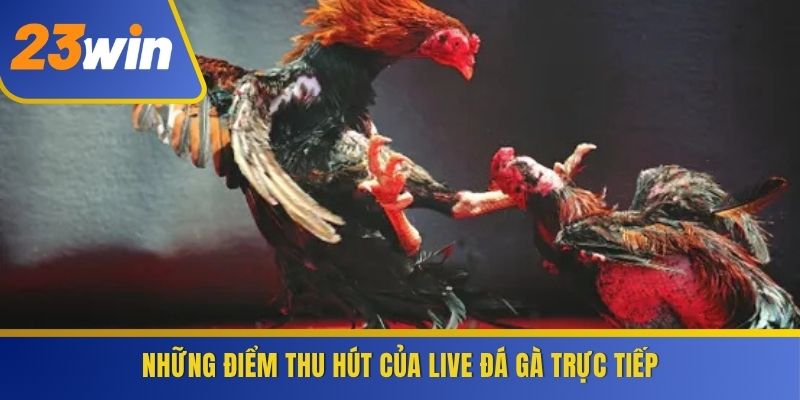 Những điểm thu hút của Live Đá Gà trực tiếp